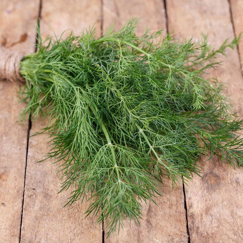 Elephant Dill 