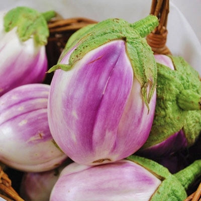 rosa bianca eggplant