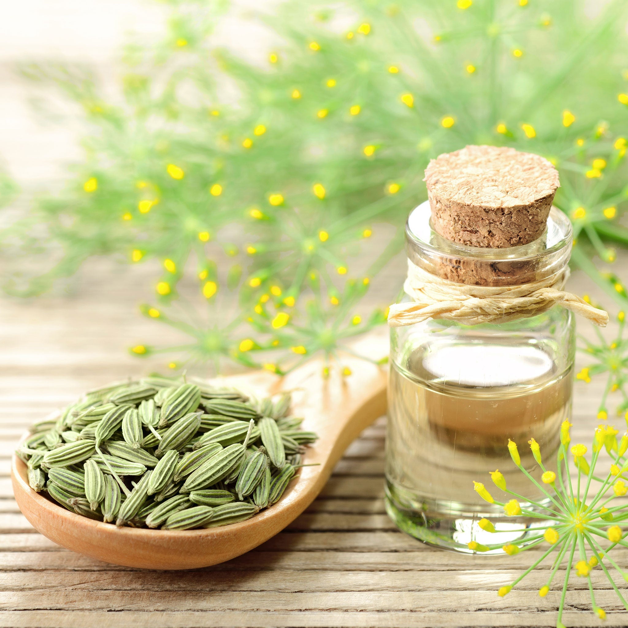 fennel seeds for garden Bulk Fennel Seeds