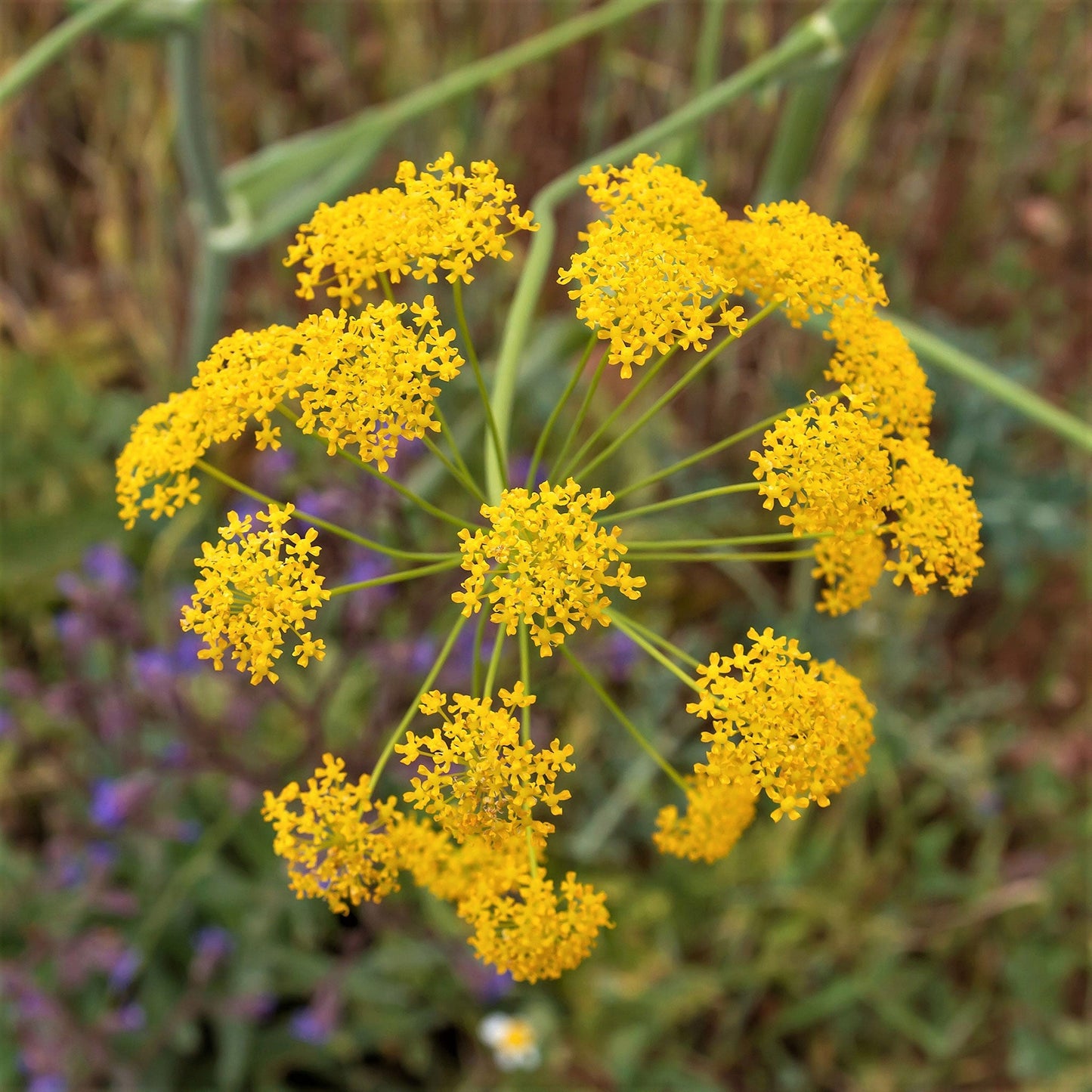 Fennel