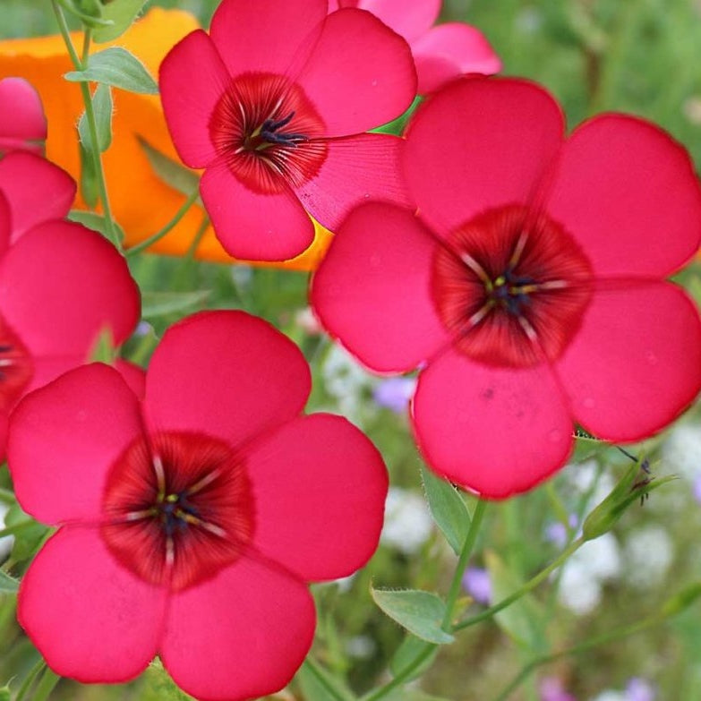scarlet flax