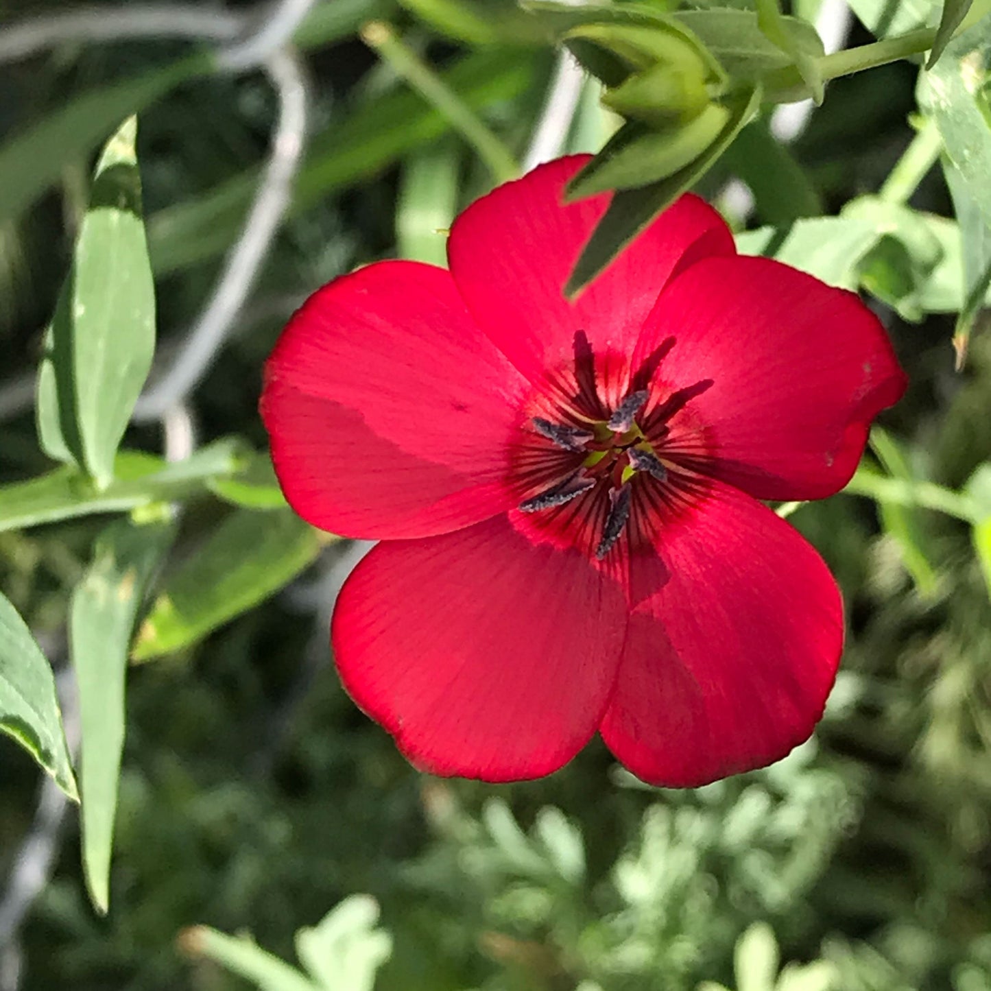 scarlet flax