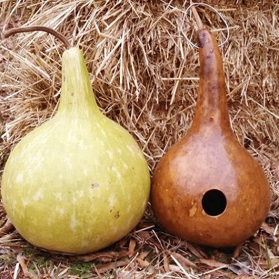 gourd birdhouse