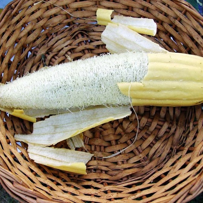 gourd luffa