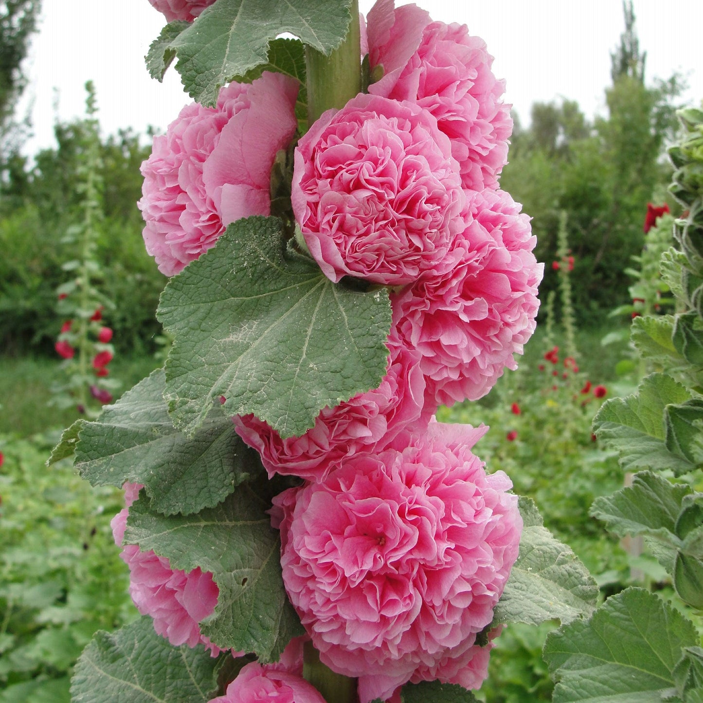 hollyhock chaters double