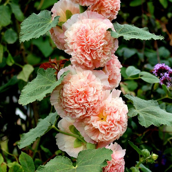 chaters salmon hollyhock