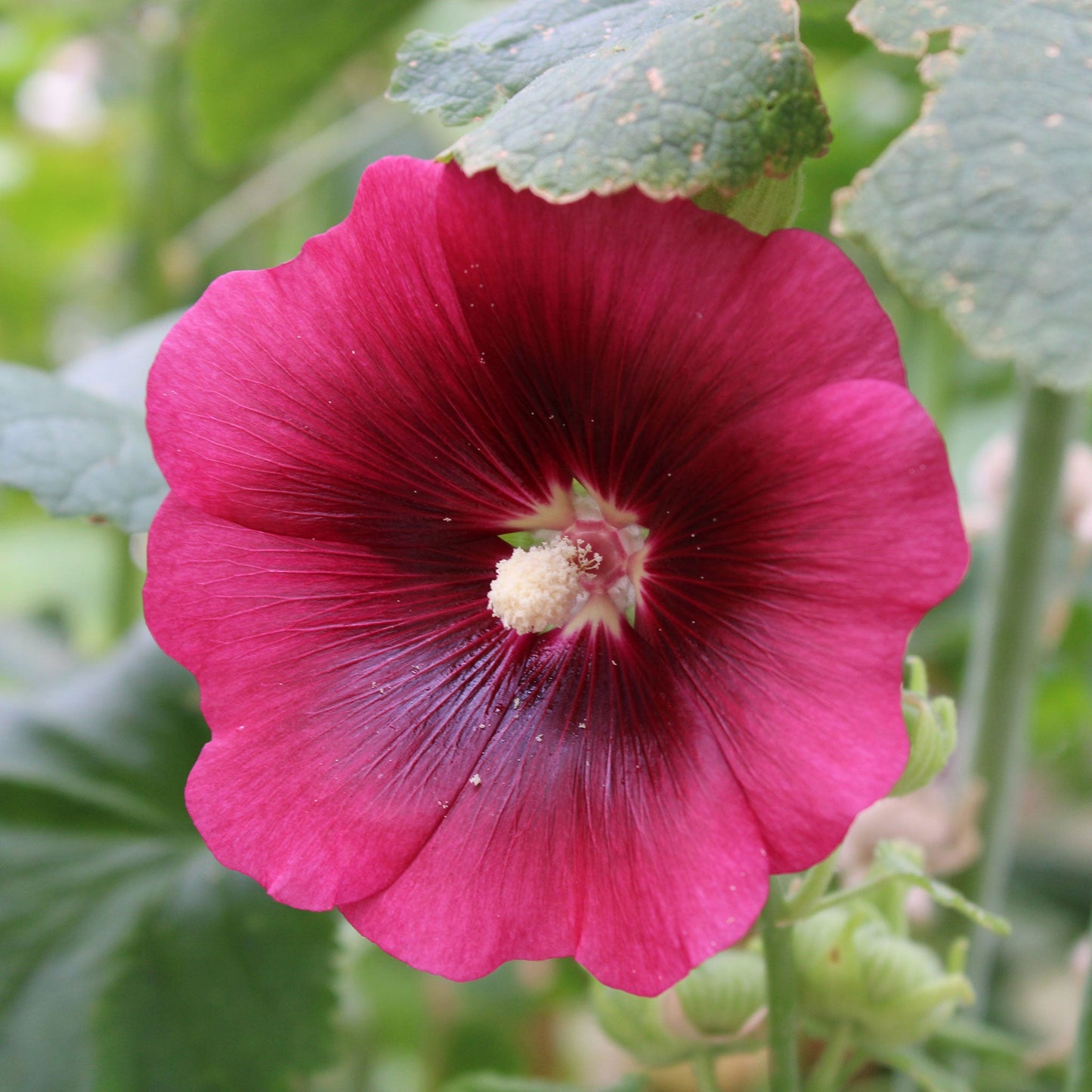 henry viii red hollyhock 