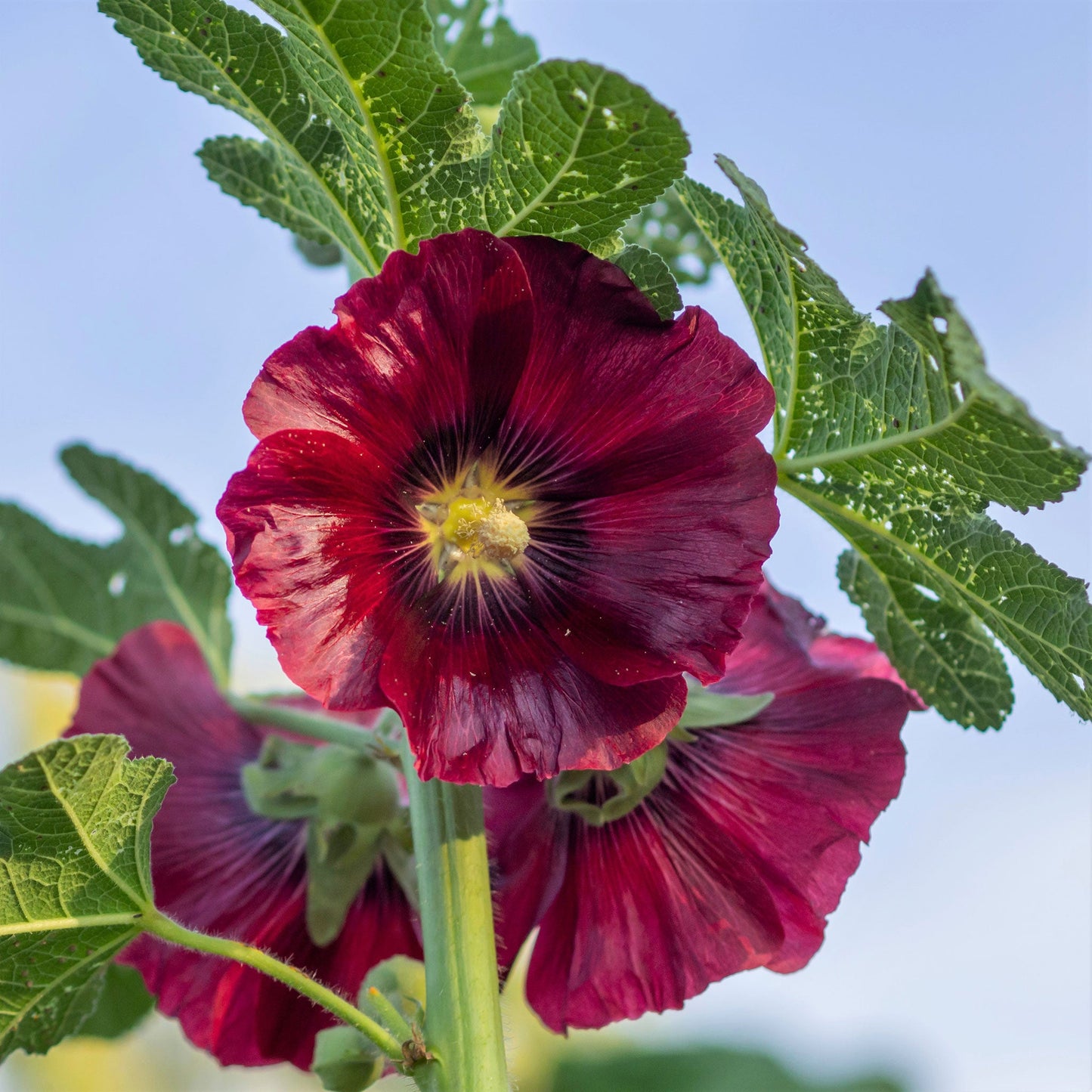 henry viii red hollyhock
