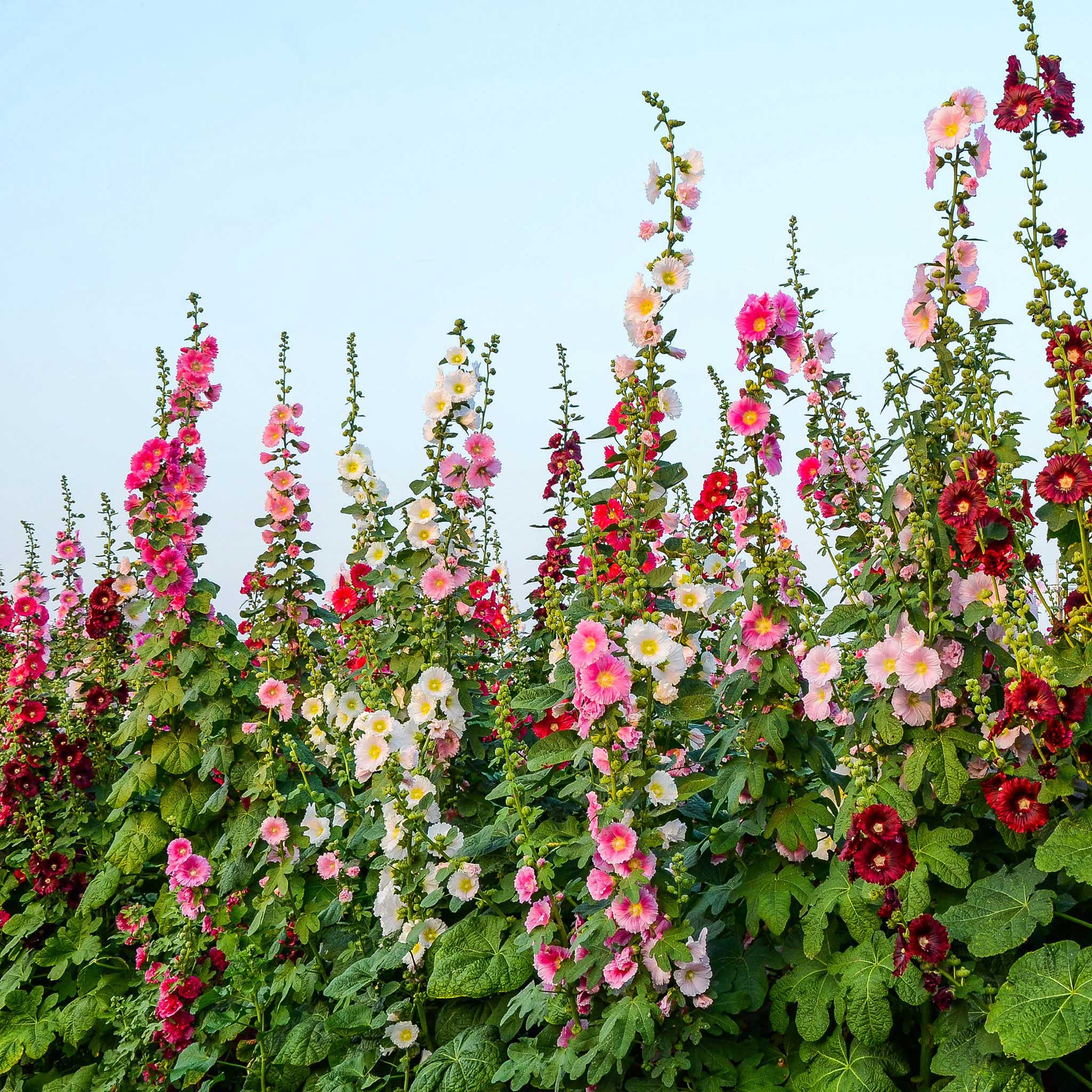 hollyhock from seed to flower Bulk Hollyhock Seeds - Single Mix