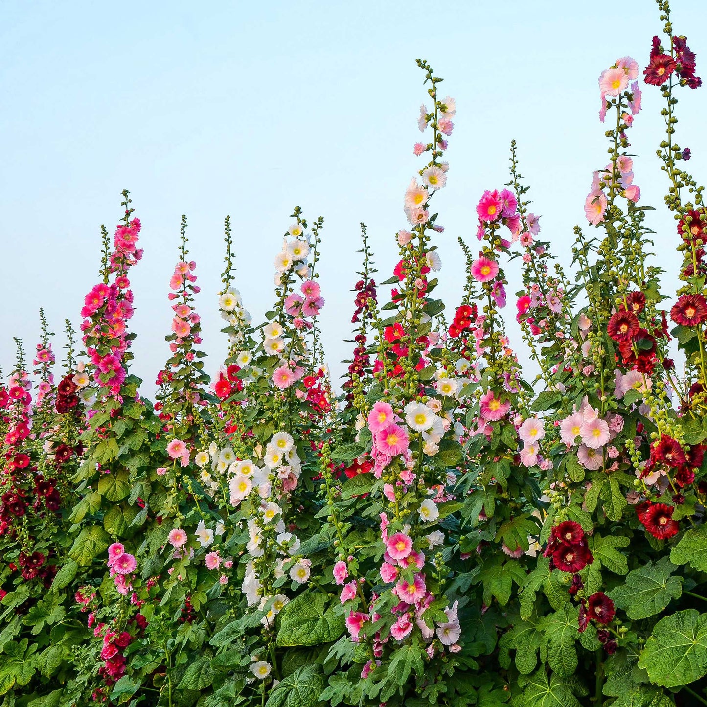 hollyhock single mix