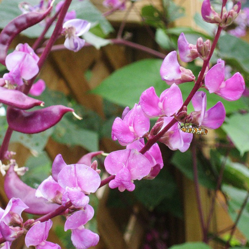 hyacinth bean