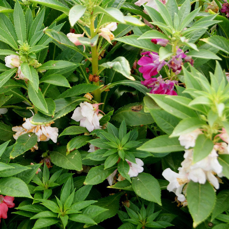 Balsam