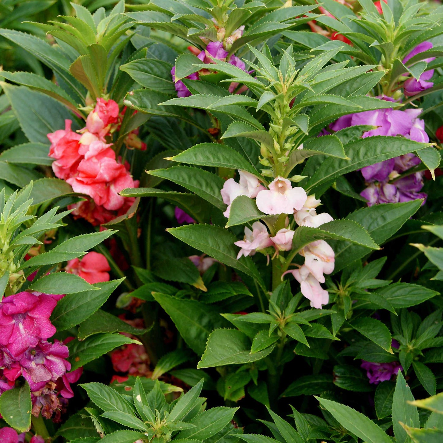 impatiens bush