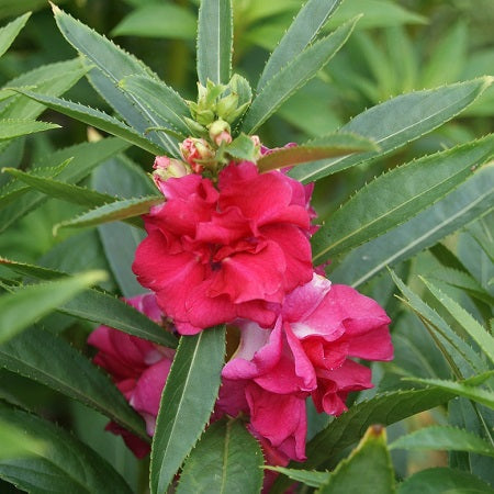 carmine impatiens