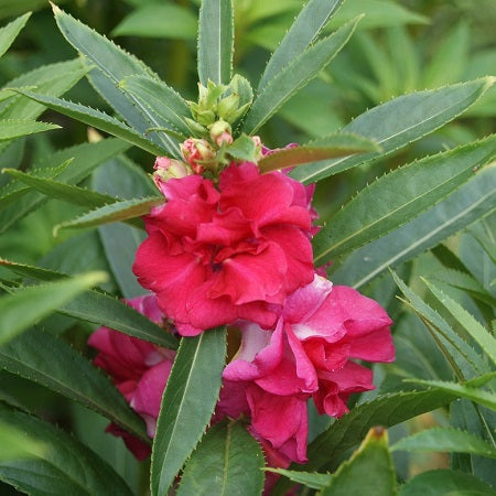 carmine impatiens 