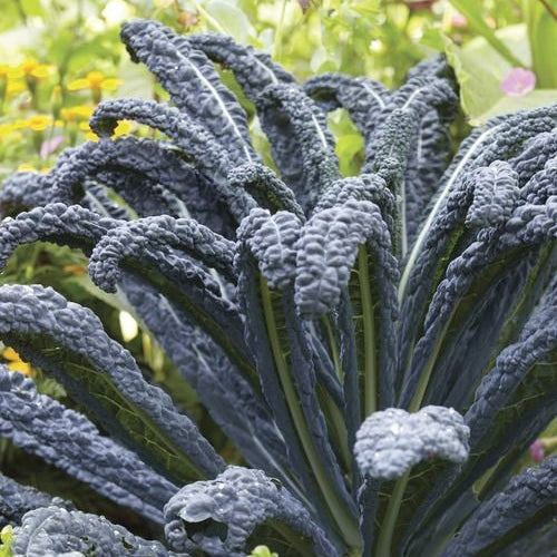 black magic kale