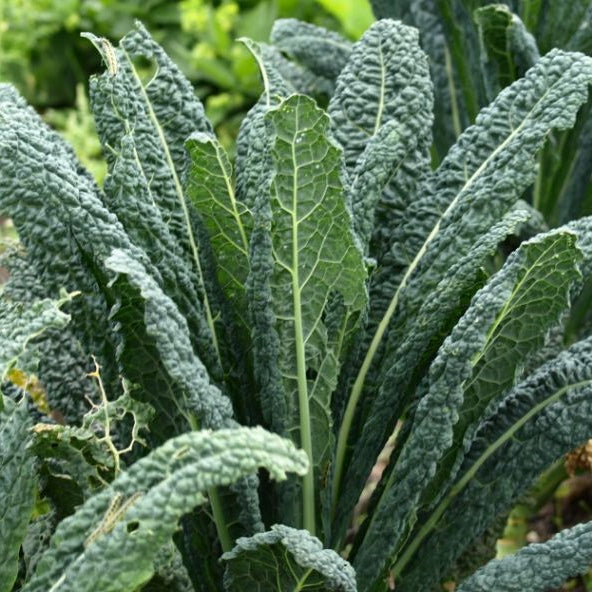 lacinato kale