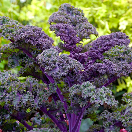 scarlet kale