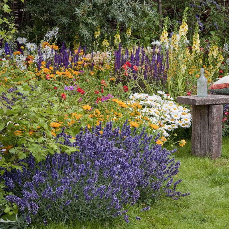 Munstead Lavender