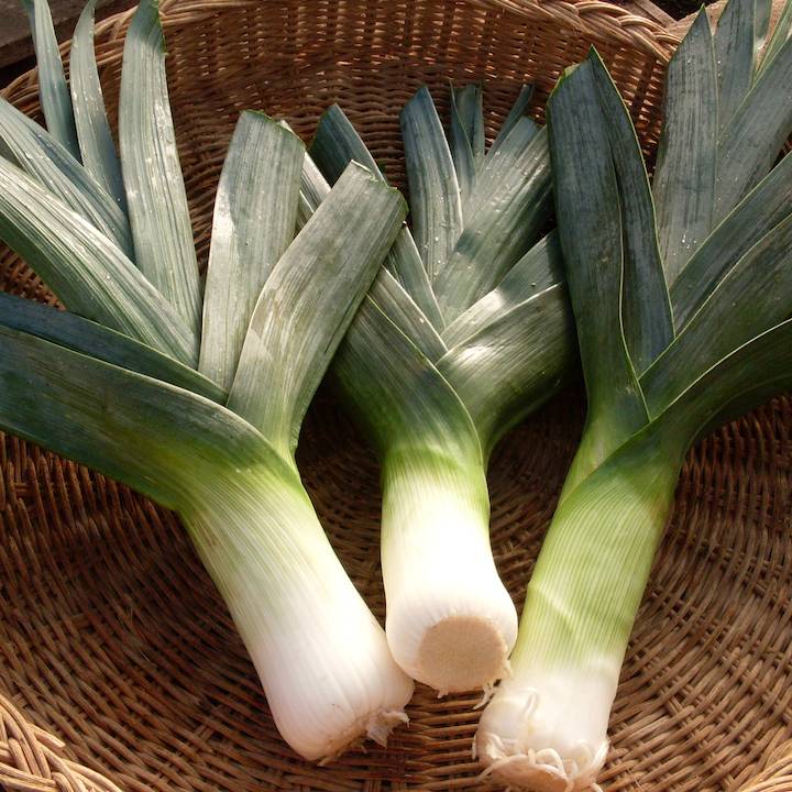 early giant leek