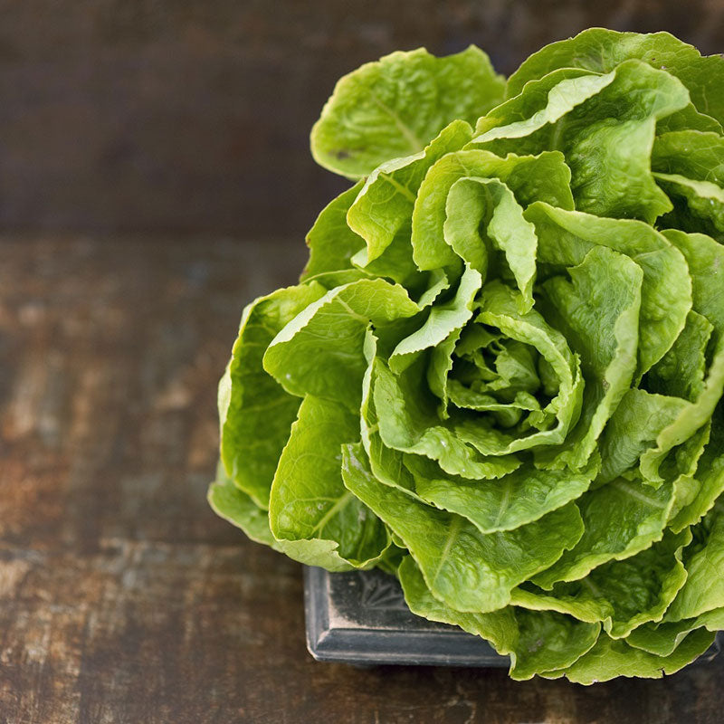 lettuce buttercrunch