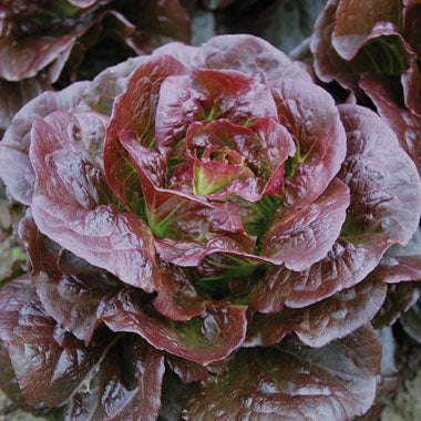 lettuce cimarron