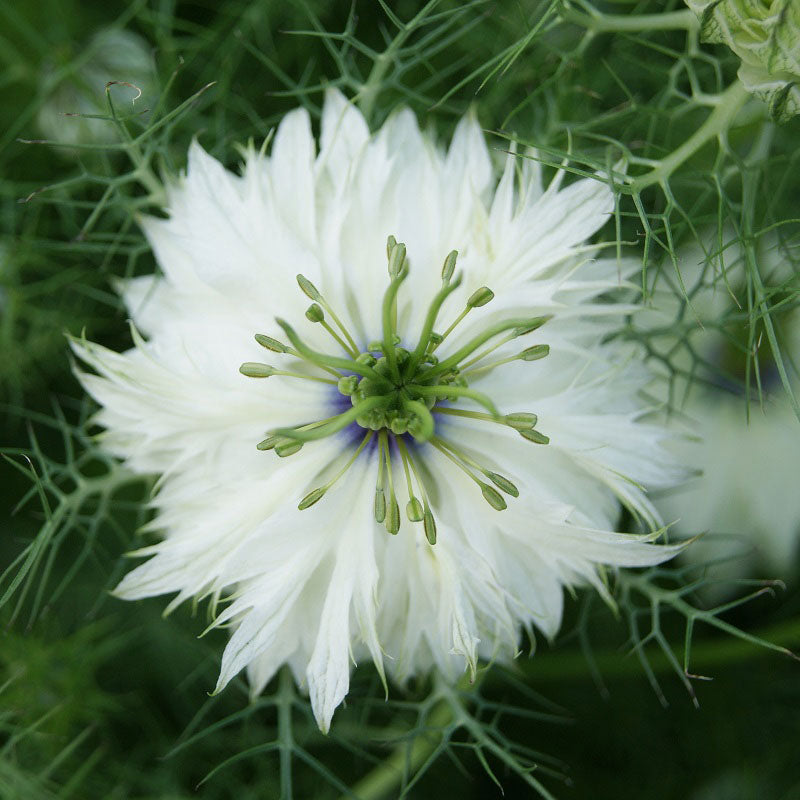 miss jekyll white love mist