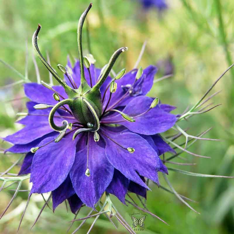 love in a mist persian jewels indigo blue