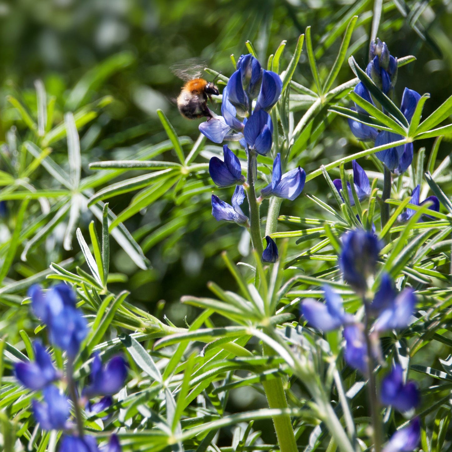arroyo lupine