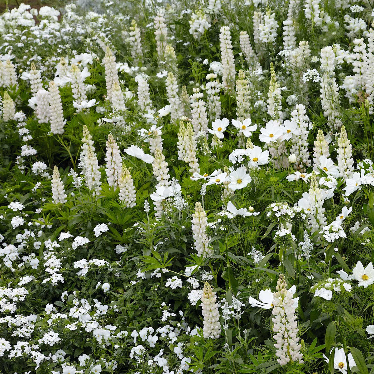 noble maiden russell lupine