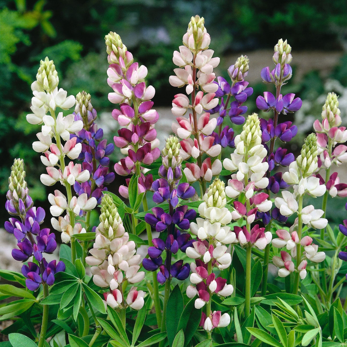 dwarf lupine pixie