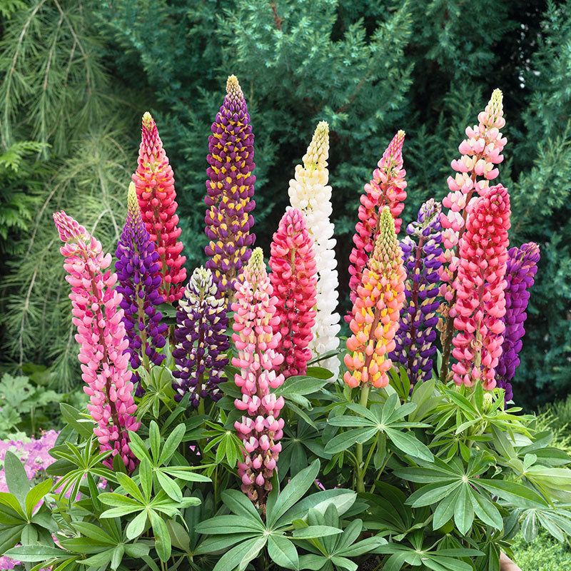Seed Jet Lupine Blue Perennial (Lupinus Perennis) - 500 Bulk Flower Seeds