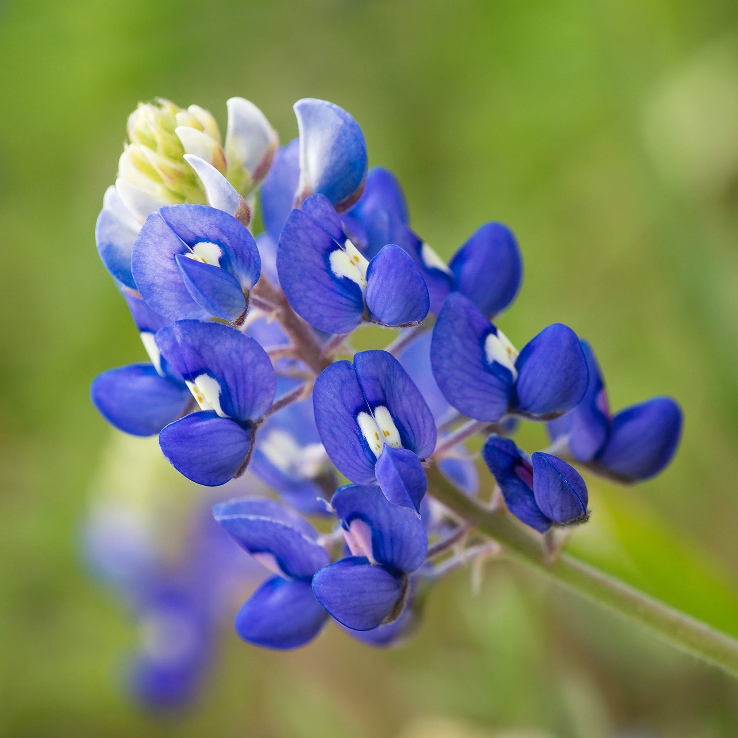 texas bluebonnet
