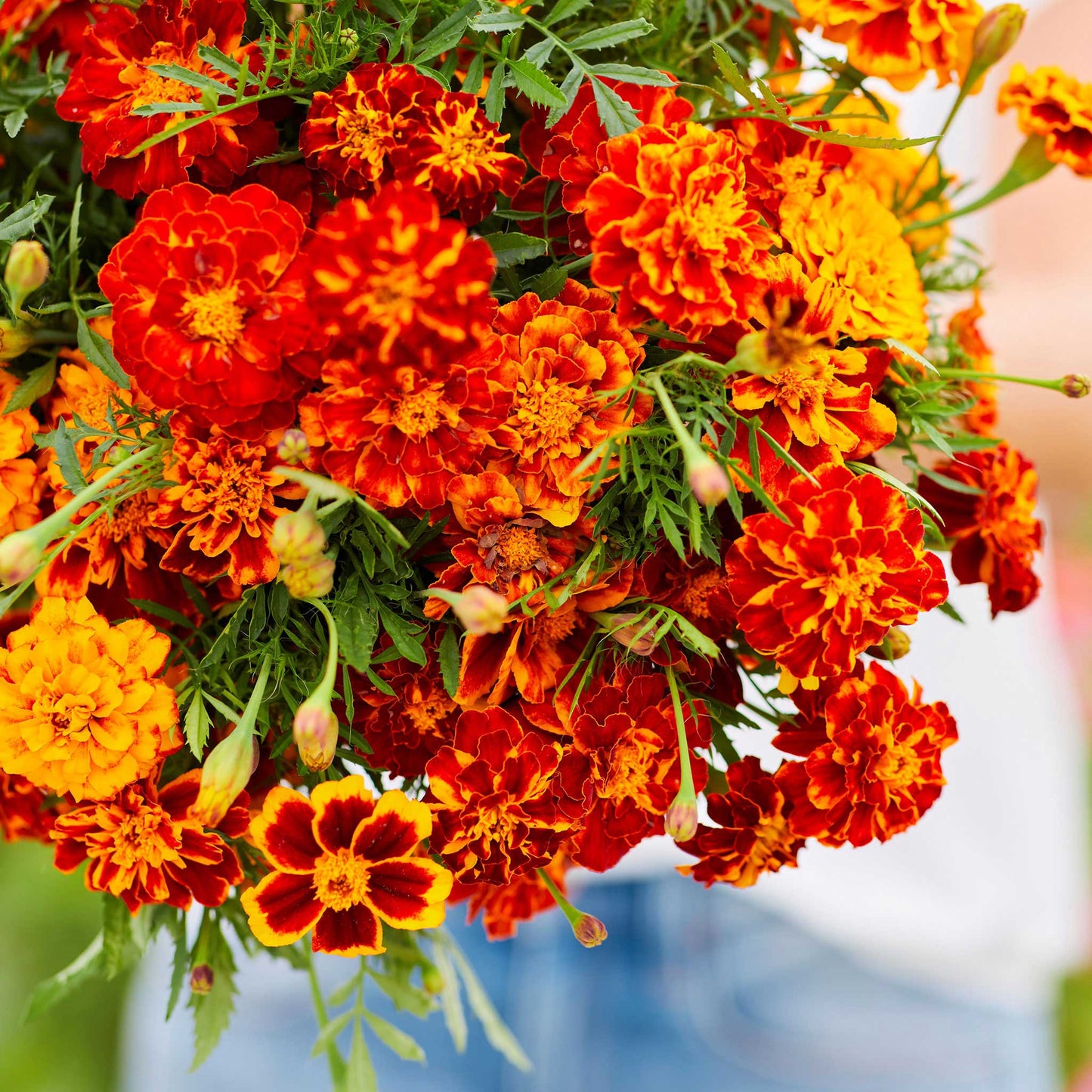 french marigold bonita