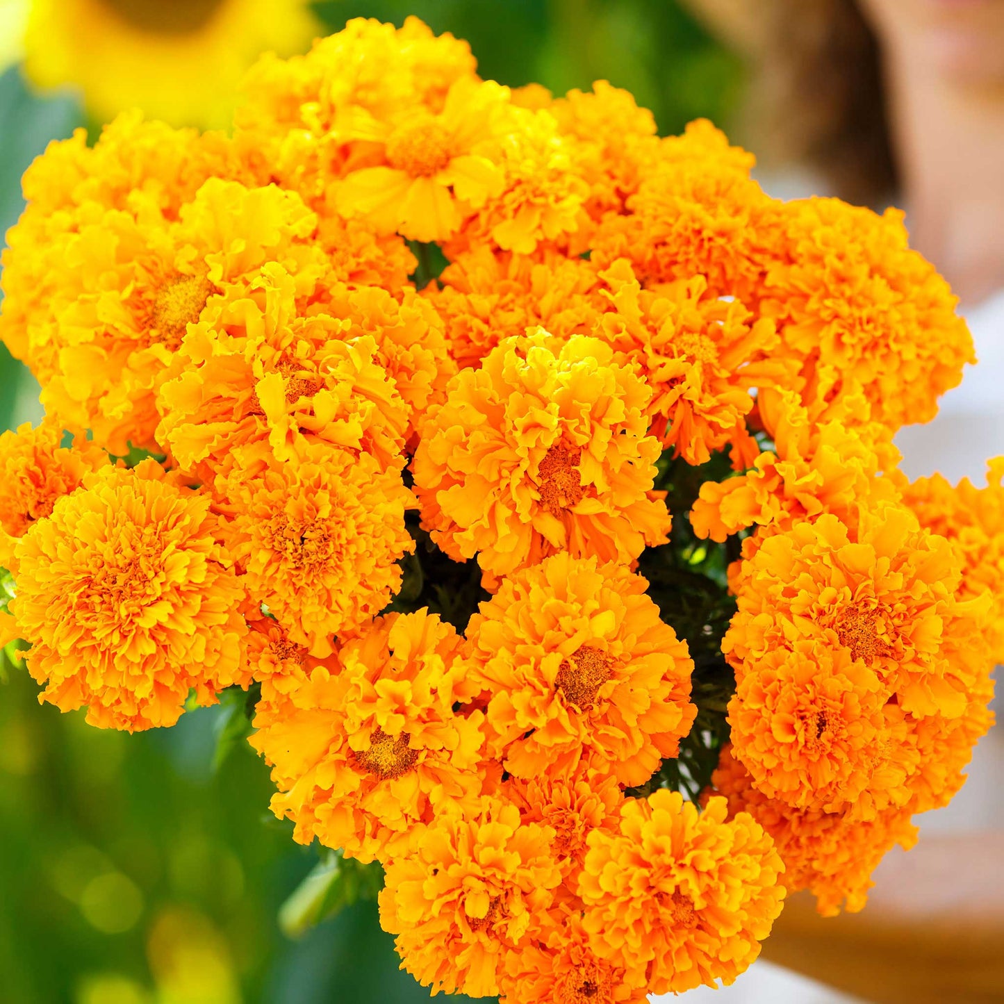 african marigold hawaii