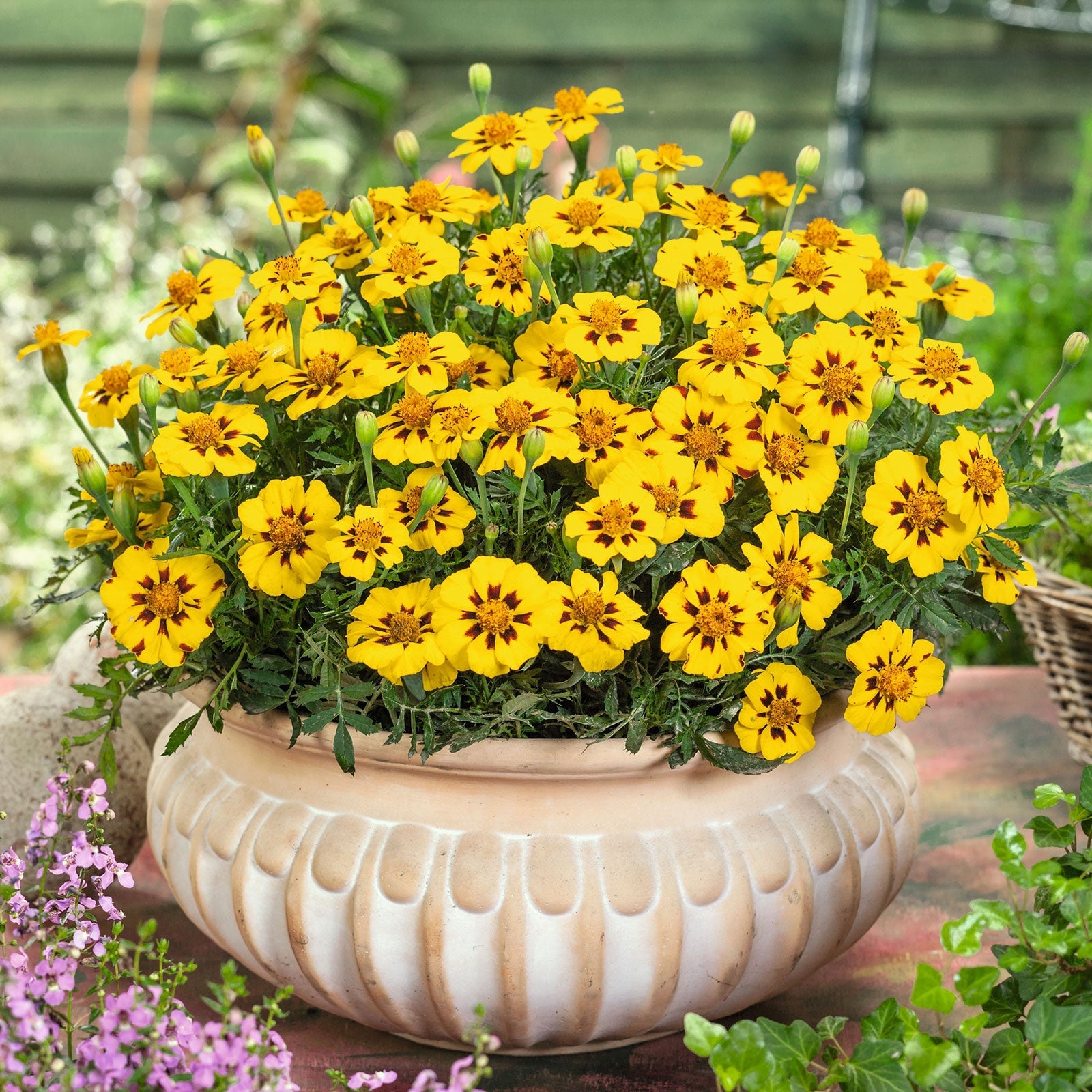 french marigold seed germination Bulk French Marigold Seeds (Dwarf)