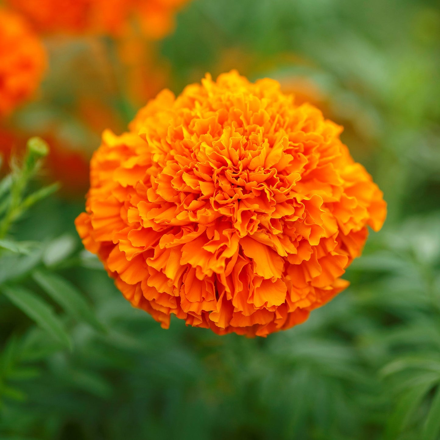 mandarin african marigold 