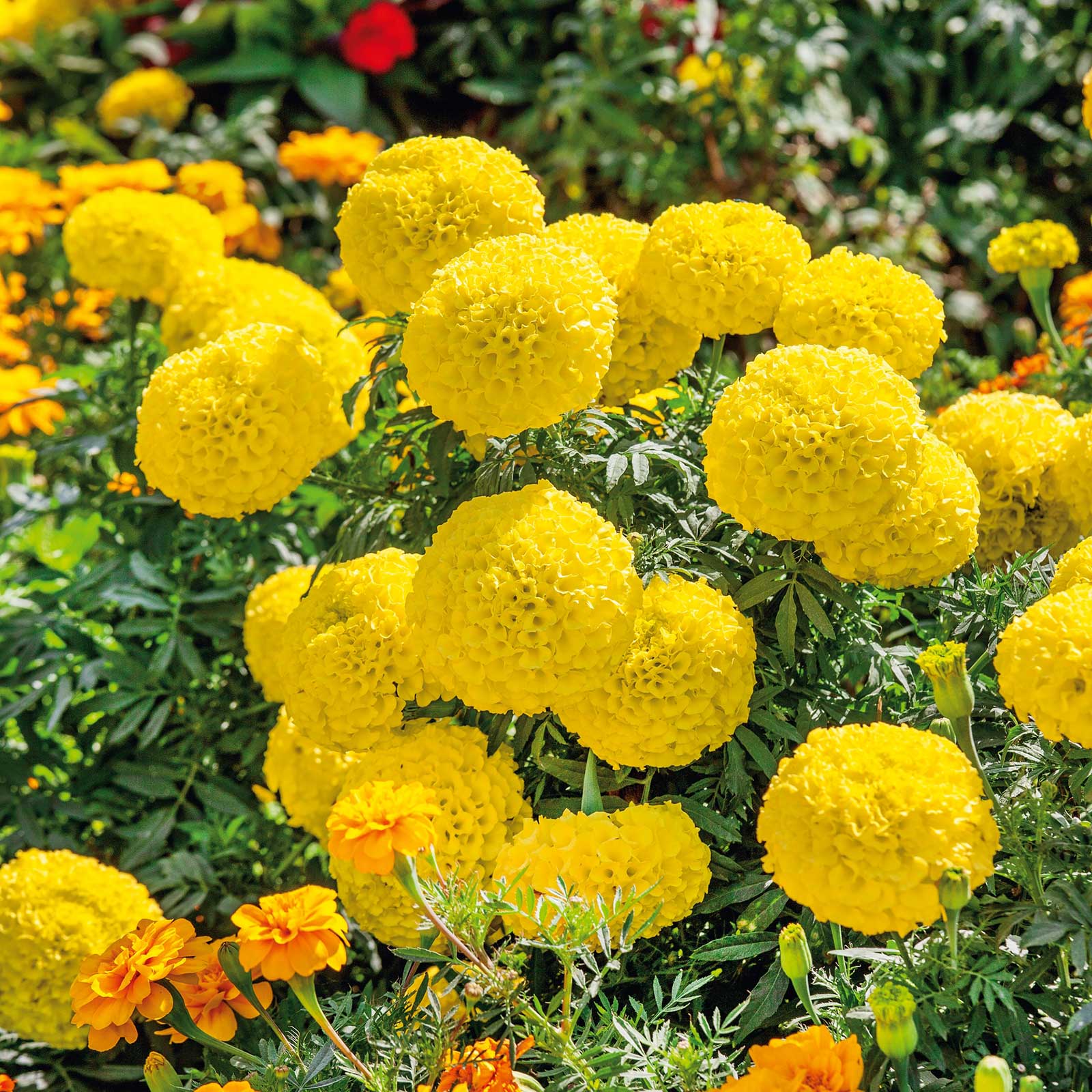 giant african marigold seeds Bulk African Marigold Seeds - Mary Helen