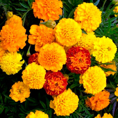 french marigold petite mix