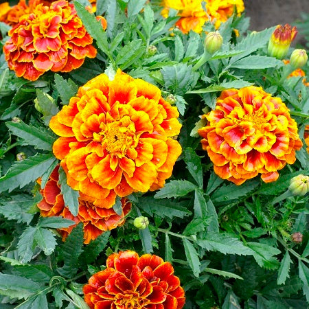 queen sophia french marigold
