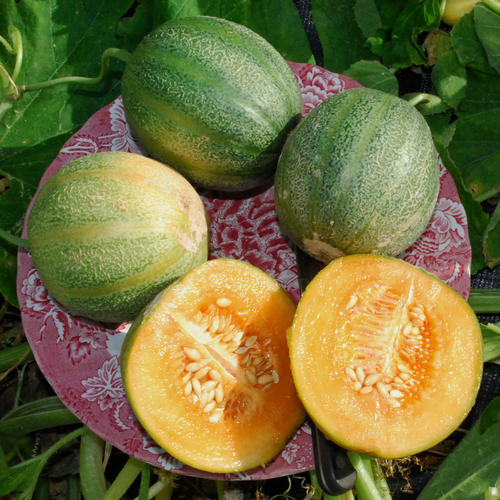 minnesota midget melon 