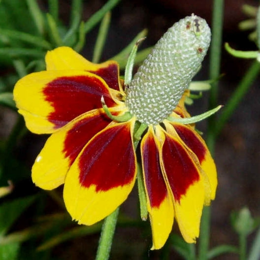 mexican hat