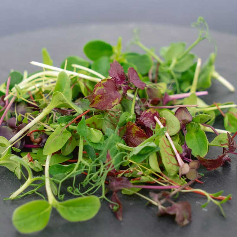 microgreen rainbow blend