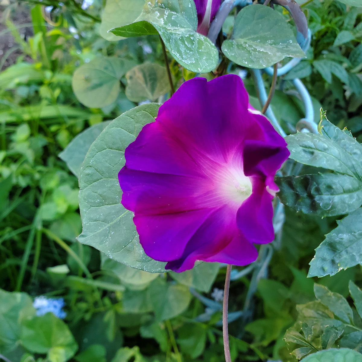 morning glory grandpa ott