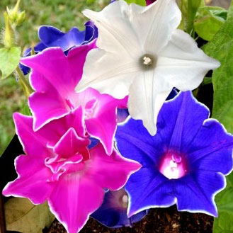 kikyo zaki morning glory