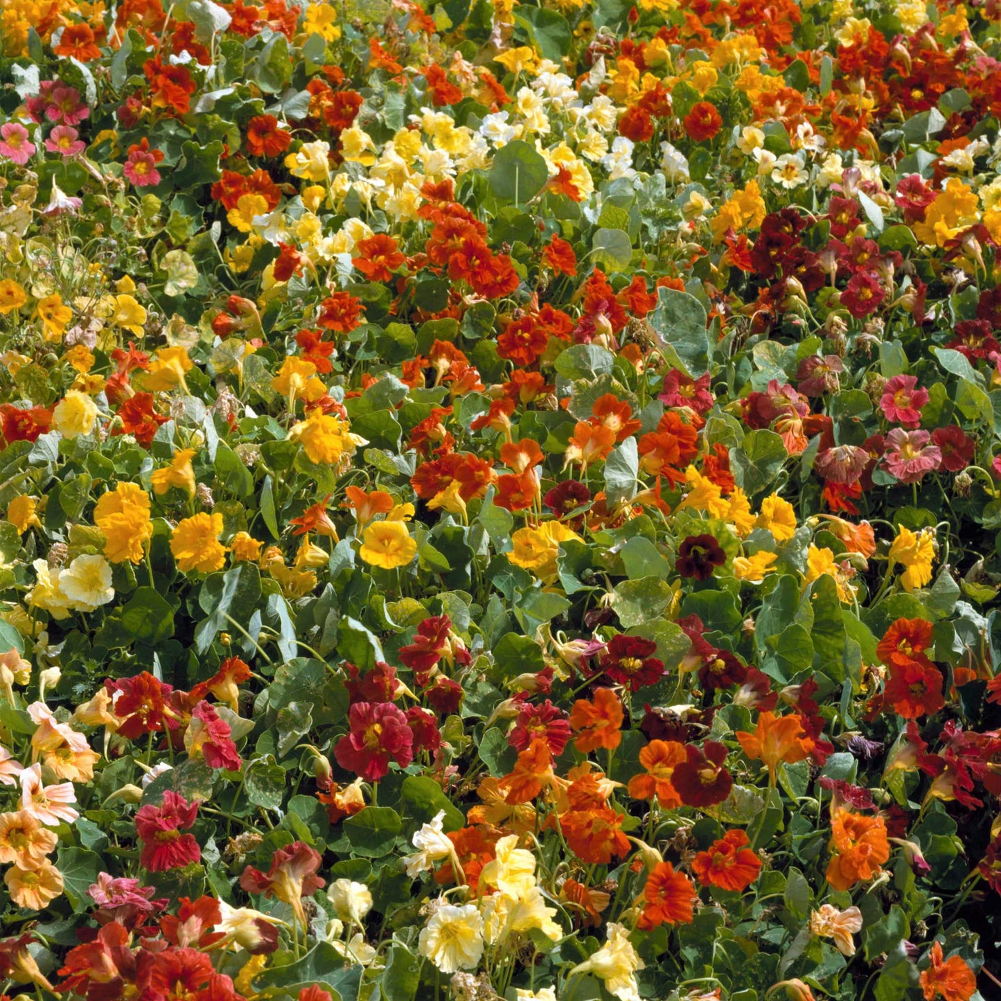 dwarf nasturtium