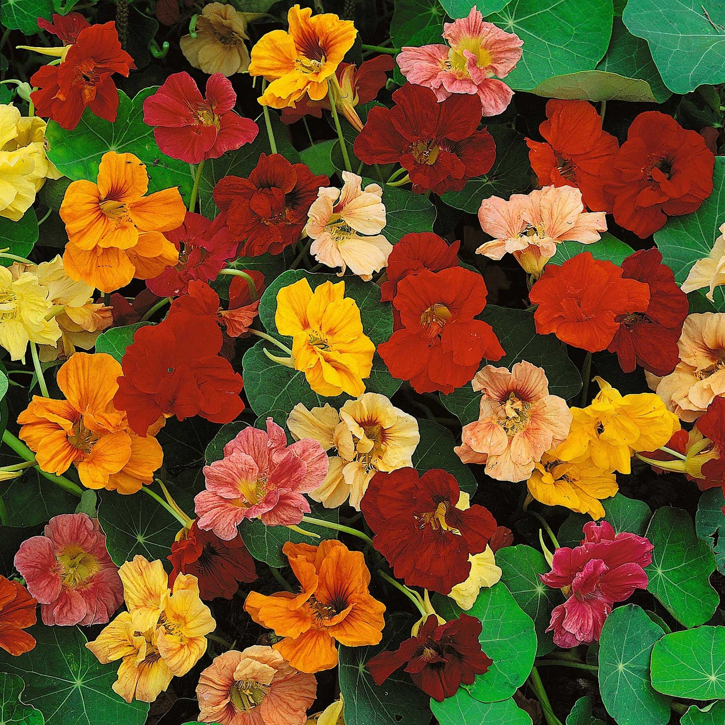 dwarf nasturtium 