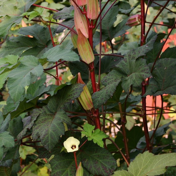 hill country red okra
