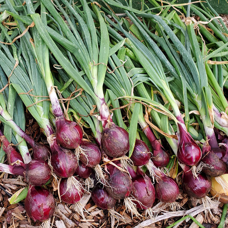 ruby red onion