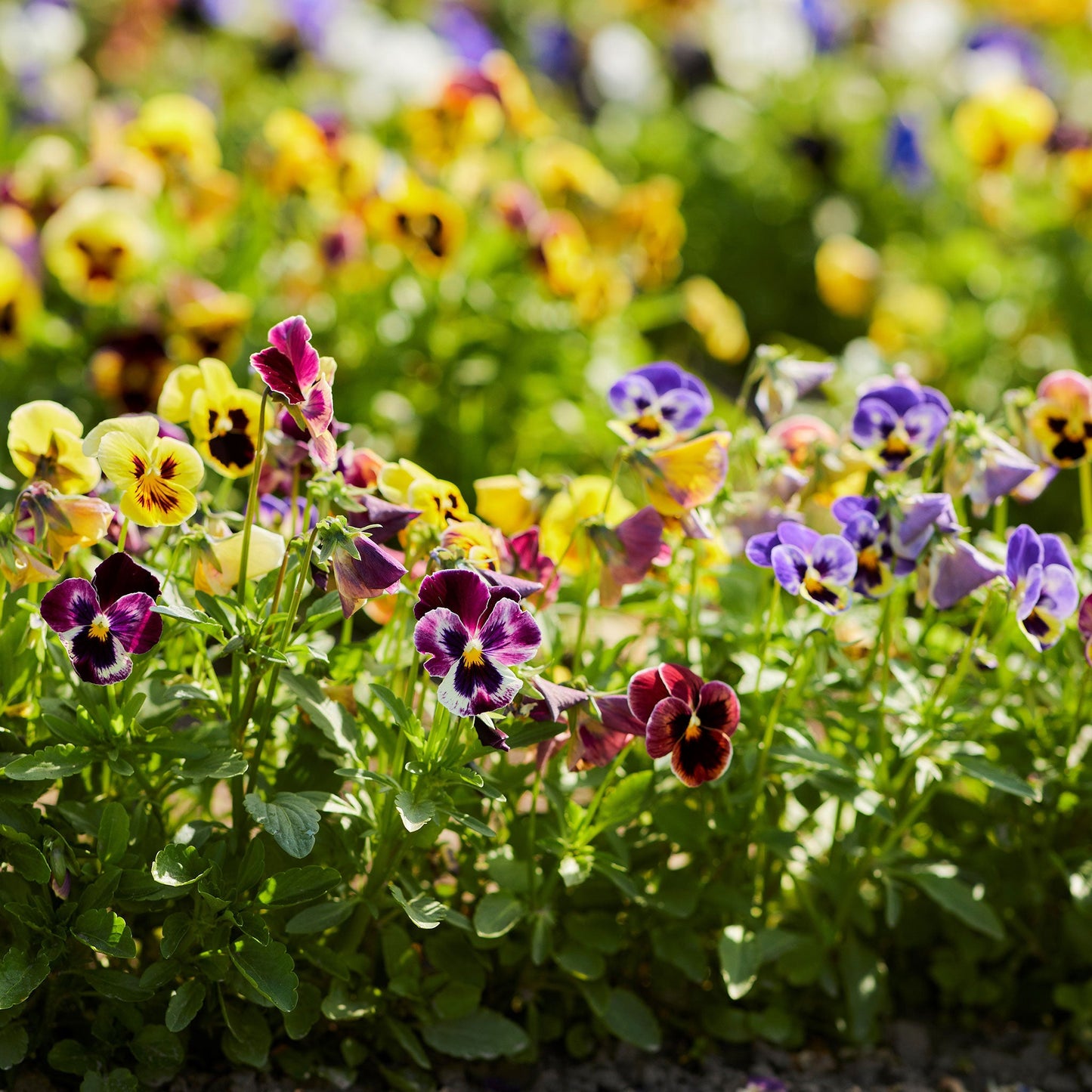 mixed pansy